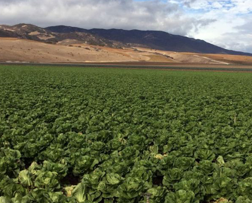 FDA leafy greens ag water