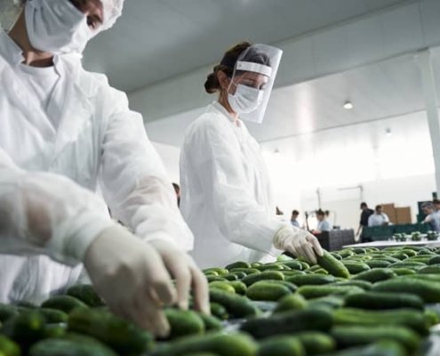 Two food safety and quality assurance employees check cucumbers as they pass through an assembly line
