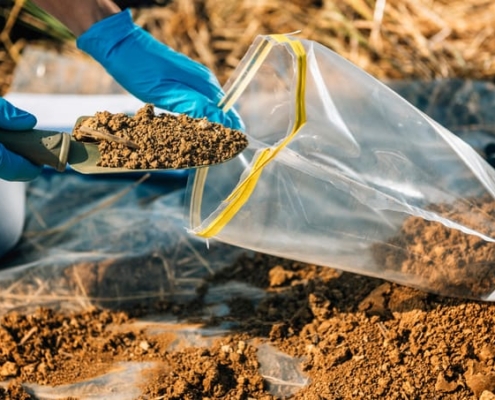 A scientist collects a soil sample to test for Listeria
