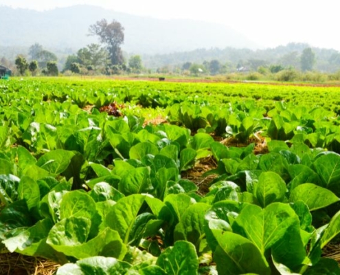 A field of lettuce